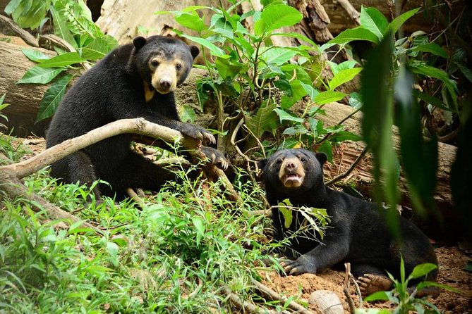Sepilok Orangutan, Sun Bear & Rainforest Discovery Centre — Sepilok