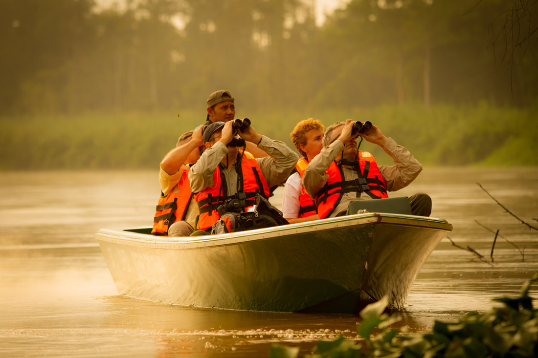 Golden-hour river cruise on the Kinabatangan, the prime proboscis monkey window
